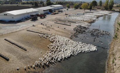 Hobi olarak beslemeye başladı! Türkiye’nin her yerine gönderiyor