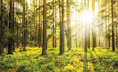 Yeşil alanlar arttırılmalı