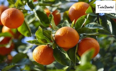 Mandalinanın Faydaları nelerdir