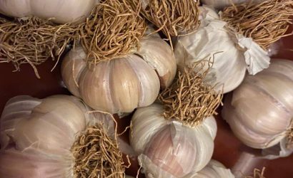 Sarımsağın Faydaları