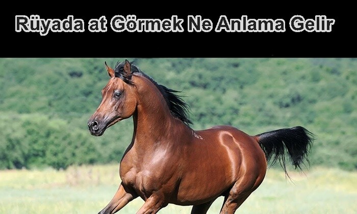 Rüyada at Görmek Ne Anlama Gelir