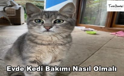 Evde Kedi Bakımı Nasıl Olmalı önerileri