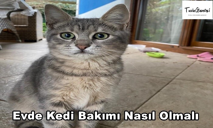 Evde Kedi Bakımı Nasıl Olmalı önerileri