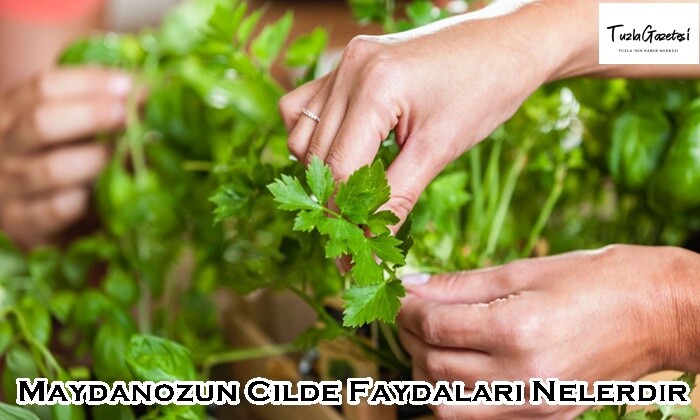 Maydanozun Cilde Faydaları Nelerdir