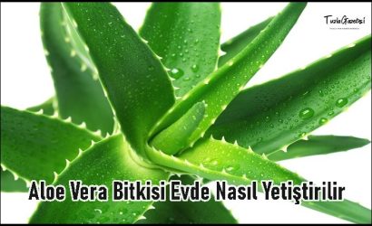 Aloe Vera Bitkisi Evde Nasıl Yetiştirilir