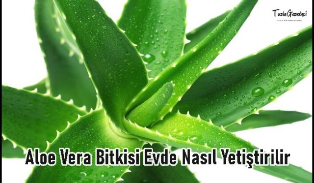 Aloe Vera Bitkisi Evde Nasıl Yetiştirilir
