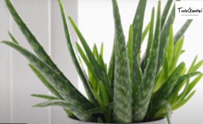 Aloe Vera Yağının Mucizeleri şaşırtıyor