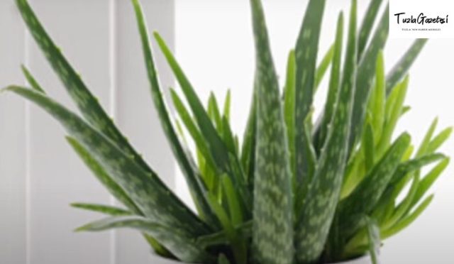 Aloe Vera Yağının Mucizeleri şaşırtıyor
