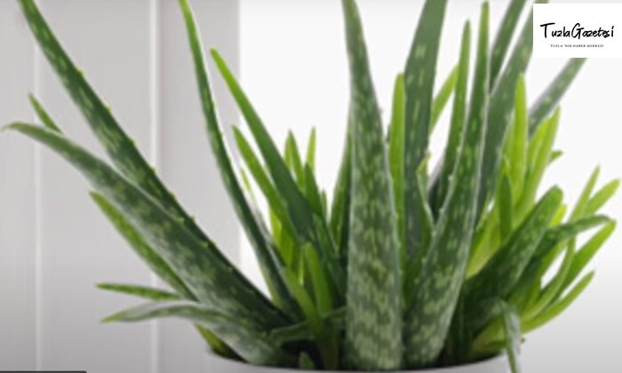 Aloe Vera Yağının Mucizeleri şaşırtıyor