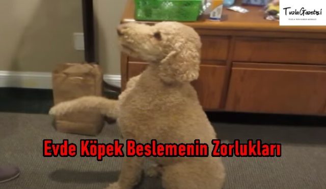 Evde Köpek Beslemenin Zorlukları nelerdir