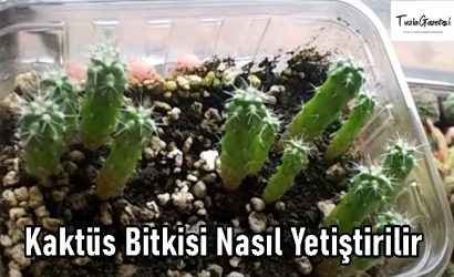 Kaktüs Bitkisi en kolay Nasıl Yetiştirilir