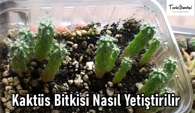 Kaktüs Bitkisi en kolay Nasıl Yetiştirilir