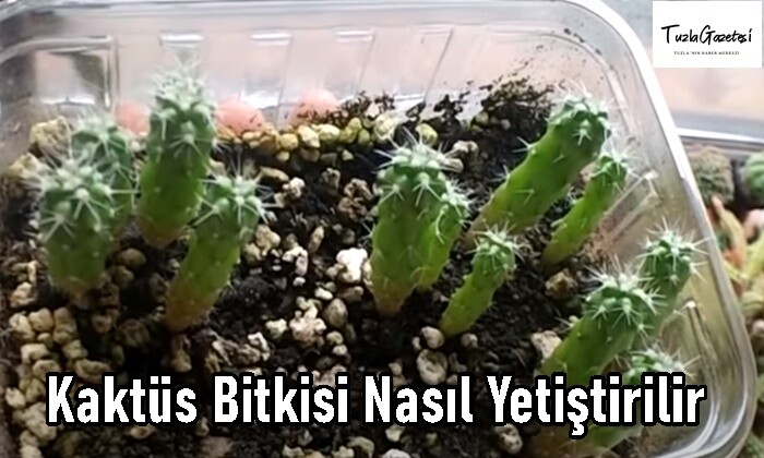 Kaktüs Bitkisi Nasıl Yetiştirilir