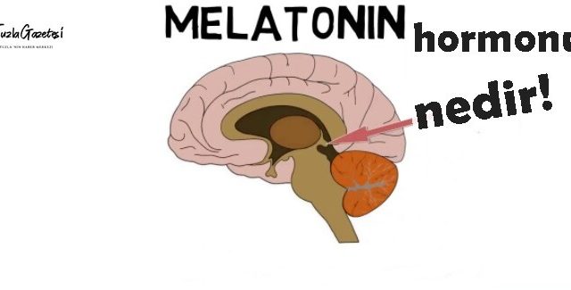 Melatonin Hormonu Nedir