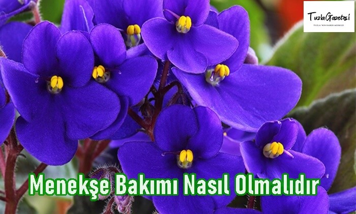 Menekşe Bakımı Nasıl Olmalıdır