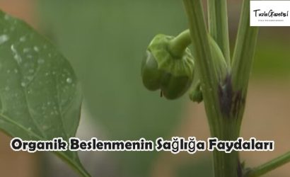 Organik Beslenmenin Sağlığa Faydaları nelerdir 