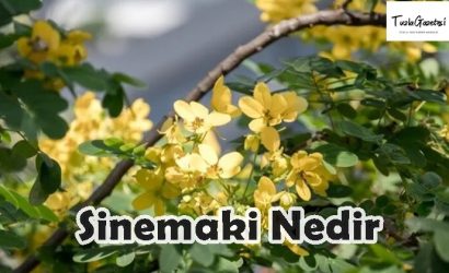 Sinemaki otu Nedir