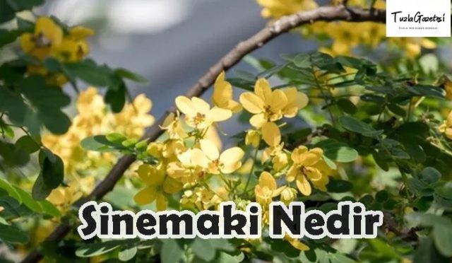 Sinemaki otu Nedir