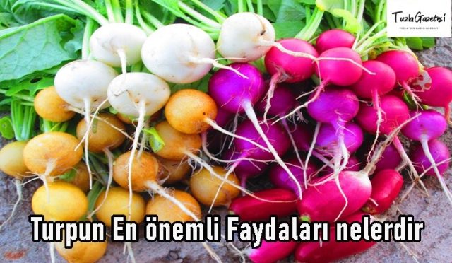 Turpun En önemli Faydaları nelerdir