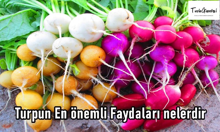 Turpun En önemli Faydaları nelerdir