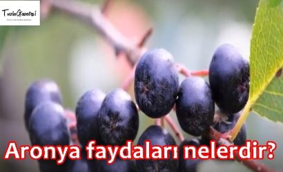 Aronya faydaları