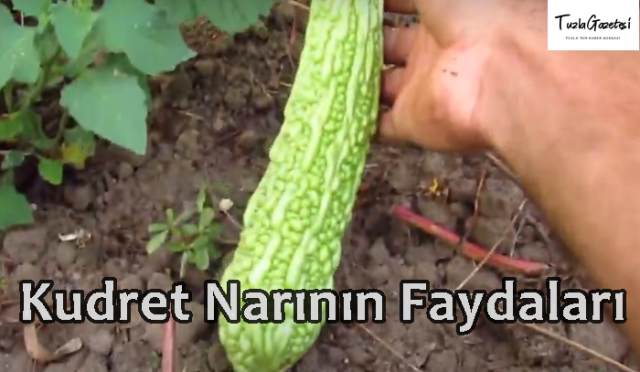 Kudret Narının Faydaları nedir