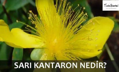 SARI KANTARON yağı NEDİR?