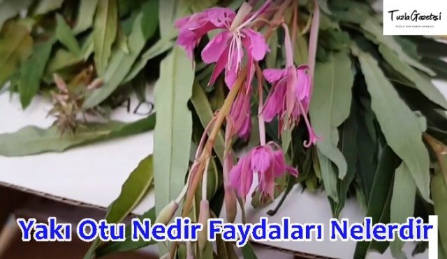 Yakı Otu Nedir Faydaları Nelerdir