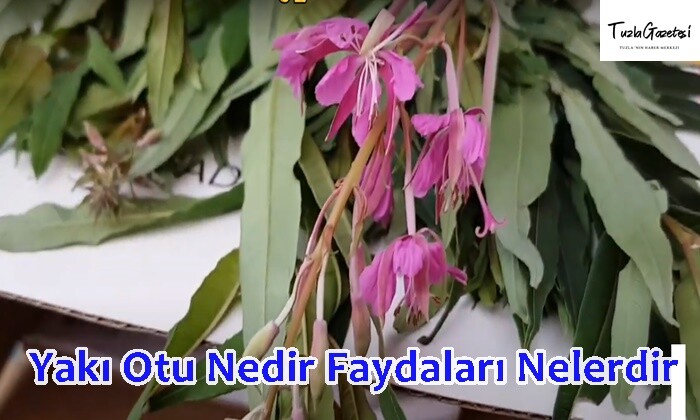 Yakı Otu Nedir Faydaları Nelerdir