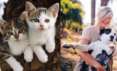 Hayvanları Koruma Yasası değişikliği Meclis’te kabul edildi