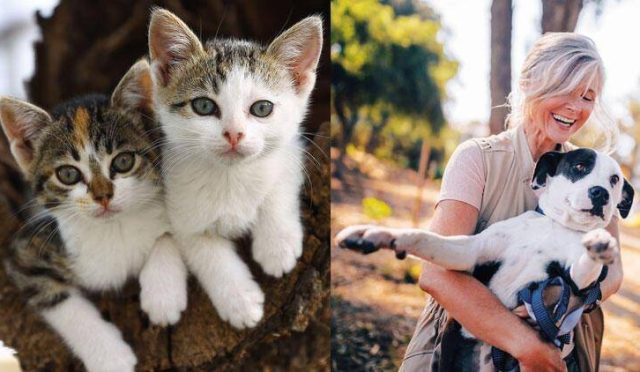 Hayvanları Koruma Yasası değişikliği Meclis’te kabul edildi