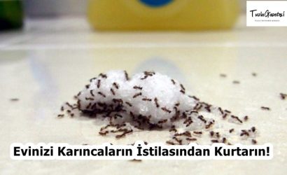 Evinizi Karıncaların İstilasından Kurtarın