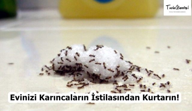 Evinizi Karıncaların İstilasından Kurtarın