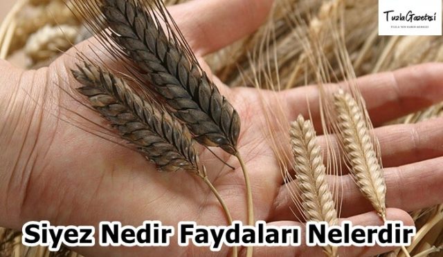 Siyez Nedir Faydaları Nelerdir