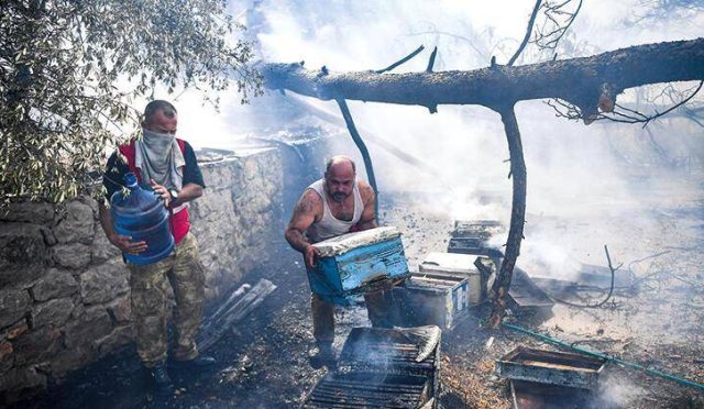 Dünya çam balı üretiminin yüzde 95’i Türkiye’de gerçekleşiyor.
