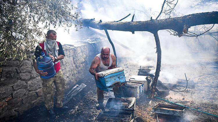 Dünya çam balı üretiminin yüzde 95’i Türkiye’de gerçekleşiyor.