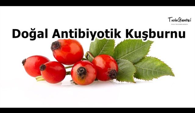 Doğal Antibiyotik Kuşburnu