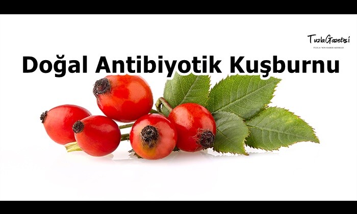 Doğal Antibiyotik Kuşburnu 