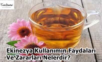 Ekinezya Kullanımın Faydaları Ve Zararları