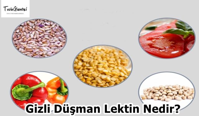 Gizli Düşman Lektin Nedir?