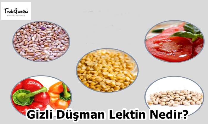 Gizli Düşman Lektin Nedir?