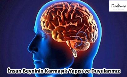 İnsan Beyninin Karmaşık Yapısı ve Duyularımız