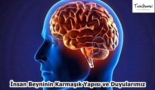 İnsan Beyninin Karmaşık Yapısı ve Duyularımız