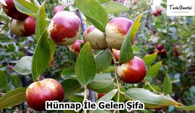 Hünnap İle Gelen Şifa