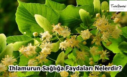 Ihlamurun Sağlığa Faydaları Nelerdir