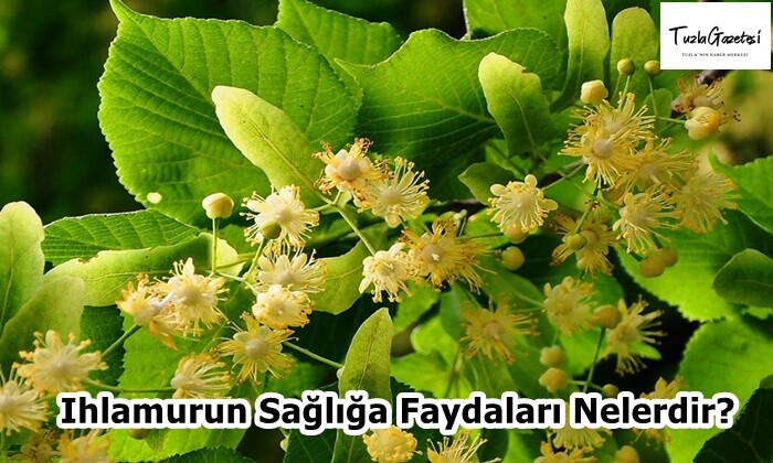 Ihlamurun Sağlığa Faydaları Nelerdir