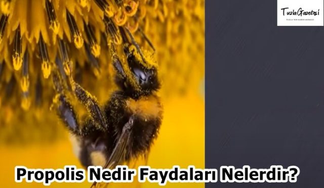 Propolis Nedir Faydaları Nelerdir