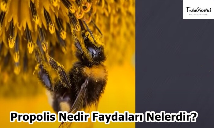 Propolis Nedir Faydaları Nelerdir