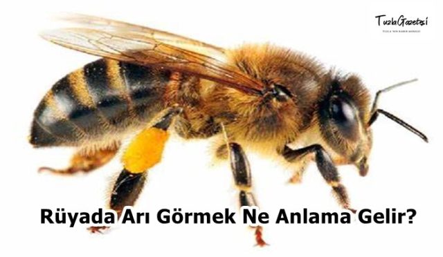 Rüyada Arı Görmek Ne Anlama Gelir