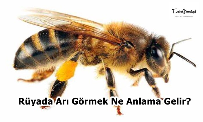 Rüyada Arı Görmek Ne Anlama Gelir